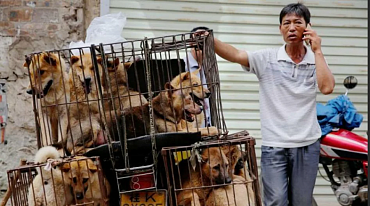 В Корее введут запрет на употребление собачьего мяса