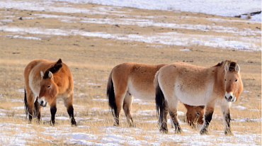 В Казахстане возвращают в природу лошадей Пржевальского 