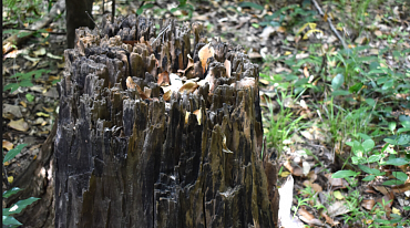 Древесные грибы способны разлагать пластик
