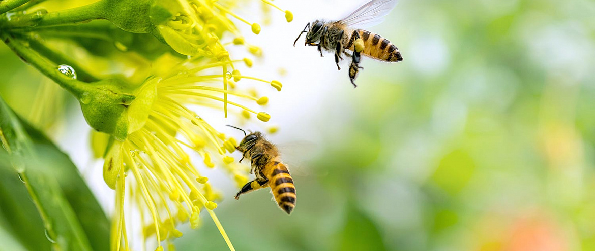 Климатические изменения провоцируют вымирание пчел
