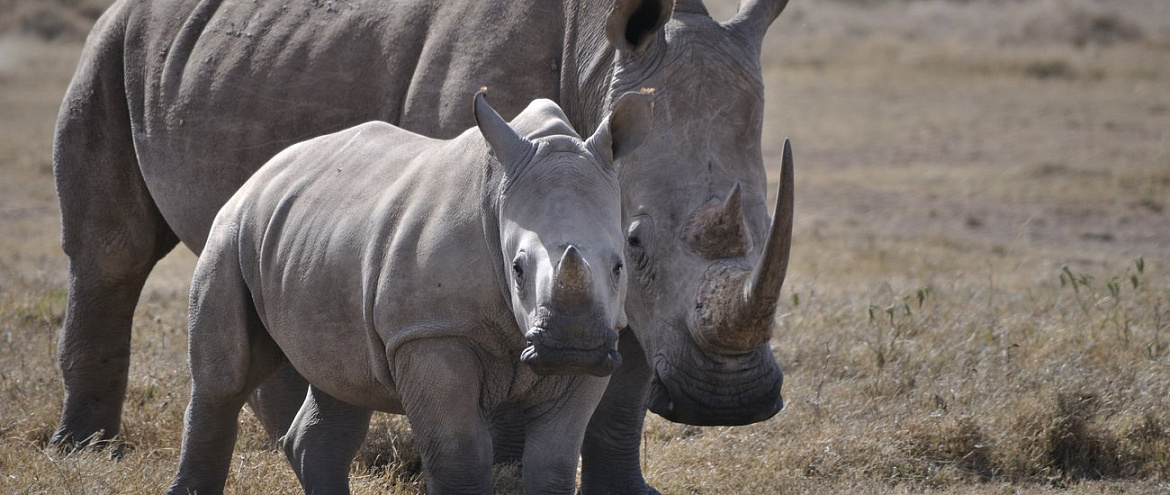 В Африку вернут 2000 белых носорогов