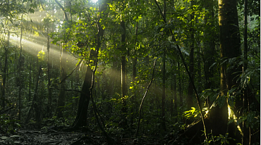 Исследование: треть тропических лесов Амазонки с трудом восстанавливается после засухи 