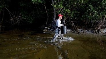 Американец самостоятельно очистил мангровые леса от мусора