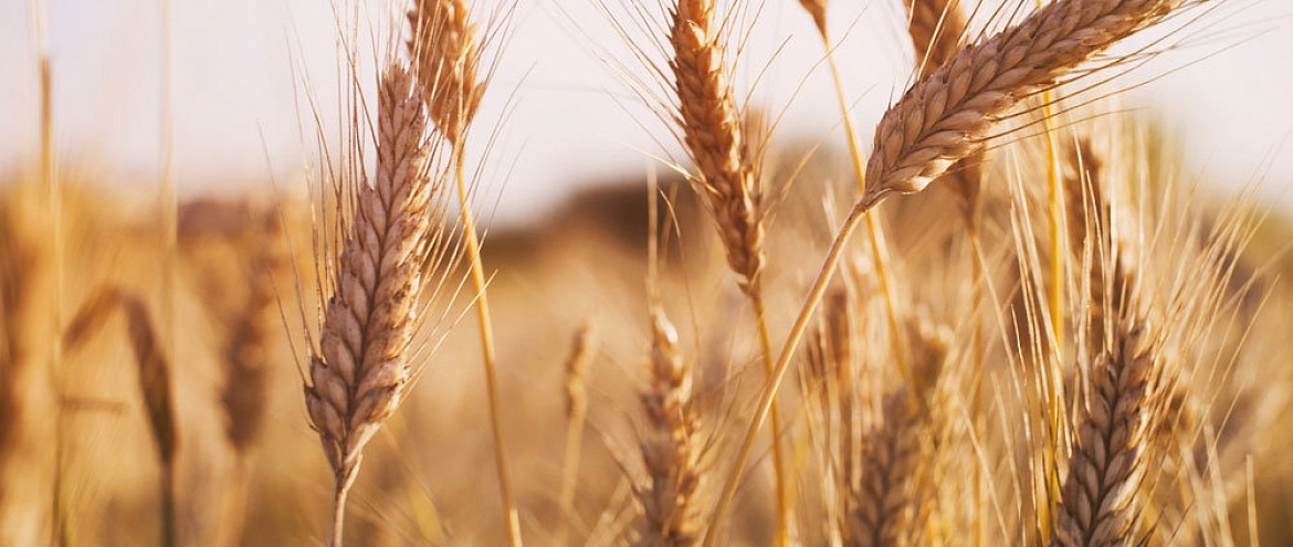 Российские ученые вывели сорт пшеницы, который помогает в лечении нейродегенеративных заболеваний 