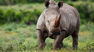 Vietnam Airlines запустила короткометражный фильм о торговле рогом носорога