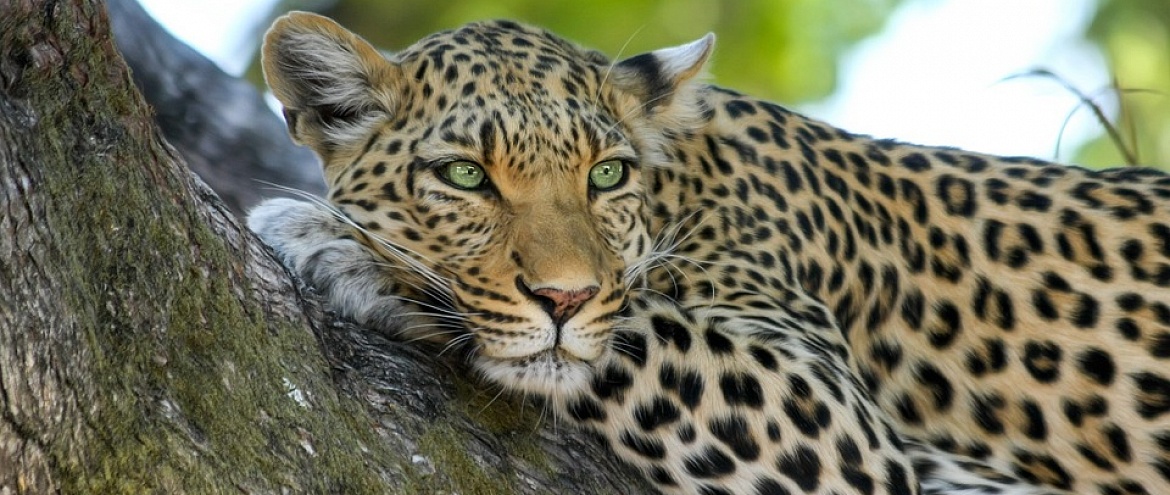 Экологический фестиваль «День леопарда»