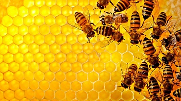 Человечество могут спасти медоносные пчелы
