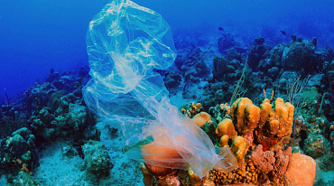 Ученые: чем глубже находится коралловый риф, тем больше в нем пластика