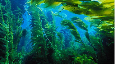 Морские водоросли играют важную роль в охлаждении планеты 