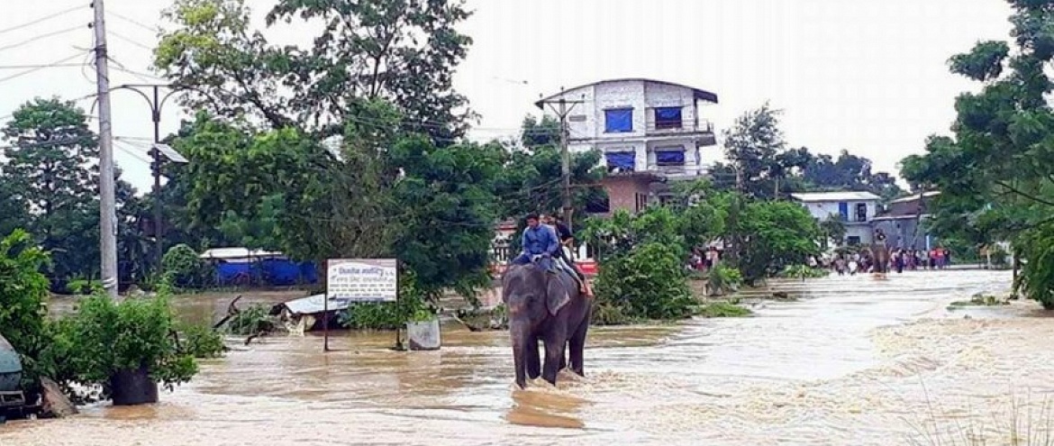 Слоны спасли 600 человек во время наводнения в Непале