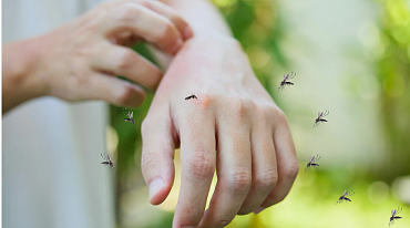 Глобальное потепление распространяет по миру опасных комаров 