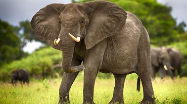 Слоны обладают интеллектом и чувством сострадания