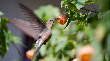 Ученые открыли новый вид колибри 