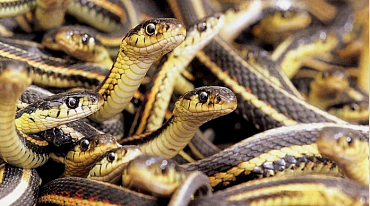 Глобальное потепление может спровоцировать миграцию змей 