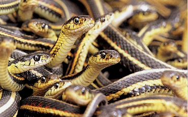 Глобальное потепление может спровоцировать миграцию змей 