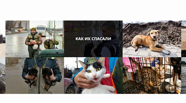 Для поиска животных, спасенных во время паводка в Оренбурге, создали сайт