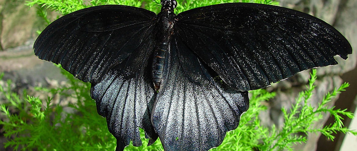 Черные бабочки 1. Баттерфляй Блэк. Бабочка черная. Черный мотылек. Черные большие бабочки.